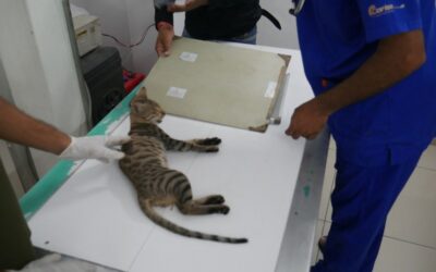 Best Care Pet Clinic: Your Comprehensive Veterinary Hospital in Aliganj, Lucknow